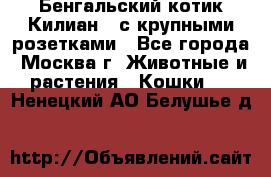 Бенгальский котик Килиан , с крупными розетками - Все города, Москва г. Животные и растения » Кошки   . Ненецкий АО,Белушье д.